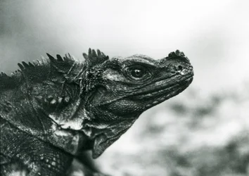 Um lagarto Sailfin Lizard vulnerável no Jardim Zoológico de Londres em 1928 (foto a p/b)