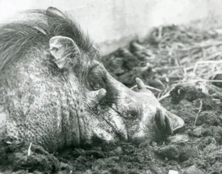 Um javali repousando na lama no zoológico de Londres, 1927