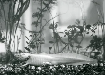 Uma Salamandra Axolotl /Mexicana branca descansando sobre cascalho no chão de um tanque no Zoo de Londres em 1928 (foto a p/b)