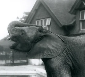 Um jovem elefante-africano com a tromba levantada sobre a testa, Jardim Zoológico de Londres, agosto de 1925