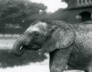 Um jovem elefante africano com o final de seu tronco na boca, zoológico de Londres, agosto de 1925
