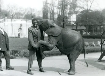 Um jovem elefante pigmeu Africano fica em suas patas traseiras para abraçar seu treinador Africano, enquanto o guardião olha, London Zoo, de julho de 1925