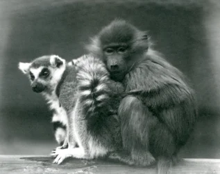 Um jovem babuíno aconchega-se a um lémure-de-cauda-anelada sobre uma trave, Jardim Zoológico de Londres, 1925