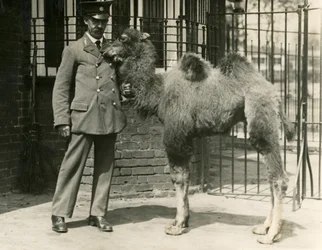 Um jovem camelo bactriano, que nasceu no jardim zoológico de Londres, com o seu guardião.