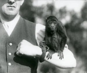 Um jovem Black Howler Monkey senta-se no braço de um homem com a sua cauda preênsil enrolada no pulso, London Zoo, 1923 (bw photo)
