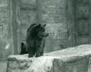 Um jovem urso pardo no zoológico de Londres, em junho de 1914