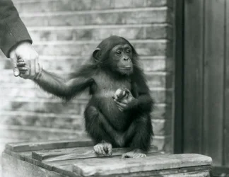 Um, jovem, chimpanzé, segurando, a, mão, de, um, keeper, enquanto, sentando, ligado, um, crate madeira, londres, jardim zoológico, junho, 1926