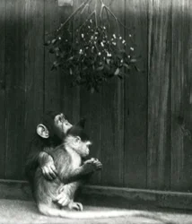Um jovem chimpanzé coloca o braço em torno de um Mangabey sob o visco no zoológico de Londres em dezembro de 1924