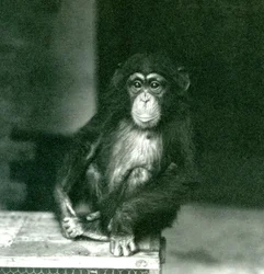 Um jovem chimpanzé sentado numa caixa de madeira no Jardim Zoológico de Londres em 1924 (foto a p/b)