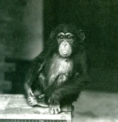 Um jovem chimpanzé sentado em uma caixa de madeira no zoológico de Londres em 1924