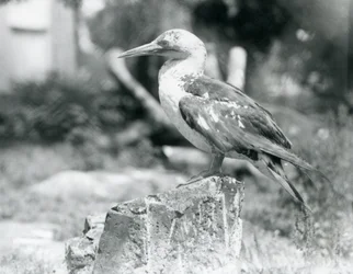 Um jovem ganso-patola em pé num cepo de árvore no Jardim Zoológico de Londres em 1929