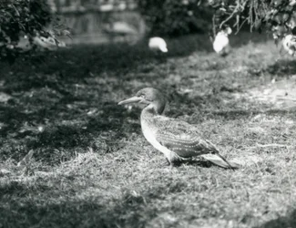 Um jovem gannet de pé na grama no zoológico de Londres em setembro de 1927