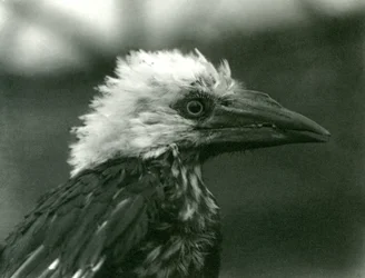 Um jovem Hornbill no zoológico de Londres, 1924