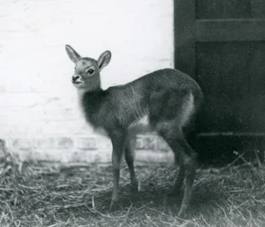 Um, jovem, Lechwe, ficar, feno, londres, jardim zoológico, janeiro, 1926
