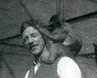 O cabelo de um jovem macaco Flewin, Jardim Zoológico de Londres 1928 (foto a p/b)