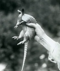 Um jovem tatu de nove pontas, tatuado em um tufo longo e com nove tiras, preso em uma mão de guardião, o zoológico de Londres, em agosto de 1926