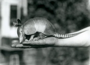 Um jovem tatu de nove bandas, ou tatu de nariz comprido de nove bandas, descansando em uma palmeira aberta, Jardim Zoológico de Londres, em agosto de 1926
