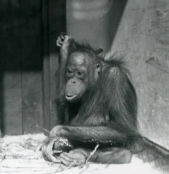 Um jovem orangotango sentado em seu recinto no Zoológico de Londres, em outubro de 1925