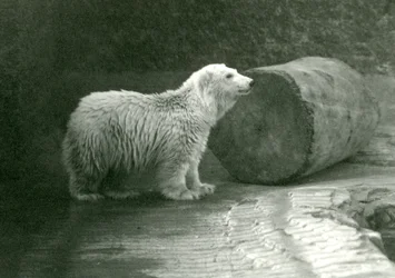 Um jovem urso polar no zoológico de Londres em novembro de 1924