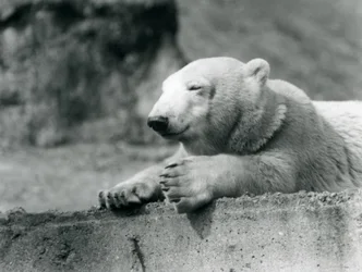 Um urso polar novo que descansa em uma borda concreta no jardim zoológico de Londres em 1927