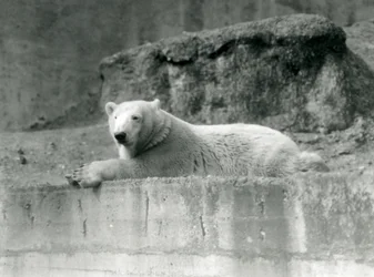 Um jovem urso polar repousa sobre uma borda rochosa em seu recinto no zoológico de Londres em 1927
