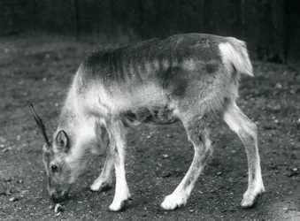Uma jovem rena no zoológico de Londres, 1925