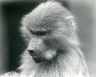 Um jovem babuíno sagrado com a sua bolsa cheia, zoológico de Londres, 1925