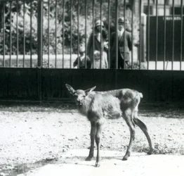 Um jovem Wapiti/Elk de pé em seu paddock, com visitantes olhando através de bares, Jardim Zoológico de Londres, agosto de 1927 (foto a p/b)
