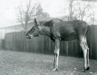 Um jovem touro Elk/Moose, com feridas de chifres recentes, em pé no seu paddock no Jardim Zoológico de Londres (foto a p/b)