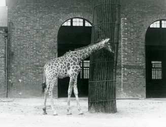 Uma jovem Girafa fêmea em pé em frente a uma árvore, no lado de fora da casa da Girafa, no jardim zoológico de Londres.