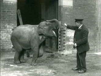 Um elefante indiano fêmea novo com depositário H. Robertson, jardim zoológico de Londres, o 22 de fevereiro de 1922