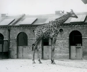 Um jovem Girafa macho em pé no seu paddock em frente à Casa Girafa, Jardim Zoológico de Londres.