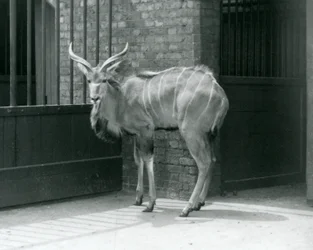 Um jovem Kudu macho do Grande Jardim Zoológico de Londres em 1929 (foto a p/b)