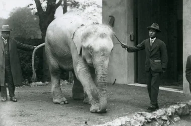 AlbinoWhite Burmese Elephant Pawah com atendentes, incluindo o Dr. Saw Po Min, Zoológico de Londres, em maio de 1926