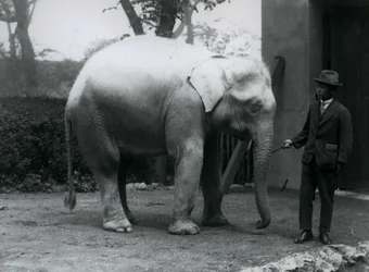 AlbinoWhite Elephant Pawah com Dr. Saw Po Min, Zoológico de Londres, em maio de 1926