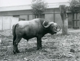 Um, búfalo africano, ou, búfalo capa, ficar, em, seu, paddock, em, jardim zoológico londres, 1927