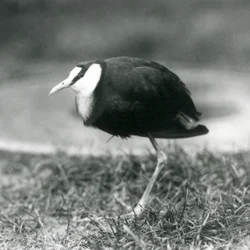 Um jacana africano que está na grama no jardim zoológico de Londres, em agosto de 1927
