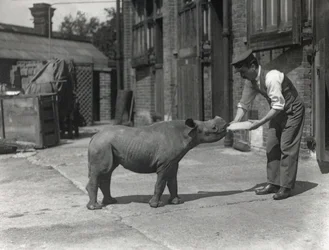 Um rinoceronte africano, Kathlene e o guardião Harry Warryck no ZSL London Zoo, em setembro de 1928