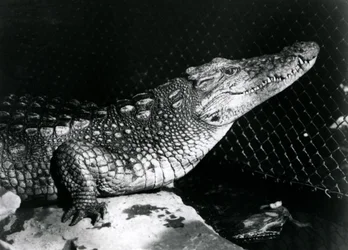 Um jacaré americano no zoológico de Londres em setembro de 1924
