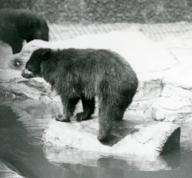 Urso andino-contábil balançando em um tronco em uma poça de água, Zoológico de Londres, em junho de 1925