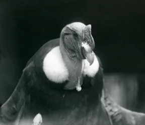 Um Condor Andino no Zoológico de Londres em 1926