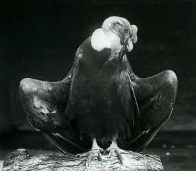 Um Condor Andino descansando em um tronco, Zoológico de Londres, 1925