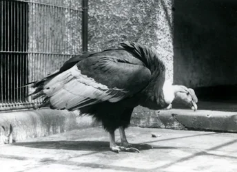Um abutre andino de pé no chão de seu recinto no zoológico de Londres em julho de 1925