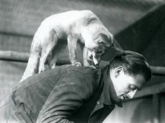 Uma Red Fox Árabe olha por cima do ombro do goleiro F. Shelley, em pé de costas, ao se inclinar, no Zoológico de Londres, em 1925