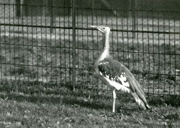 Um bustard árabe em pé em seu recinto no zoológico de Londres, 1924
