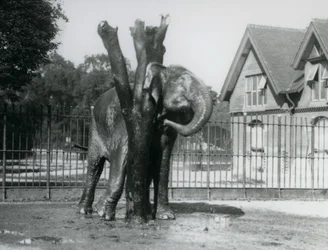 Um Elefante Asiático a coçar-se atrás da orelha no posto de coçar, no seu recinto, no Jardim Zoológico de Londres
