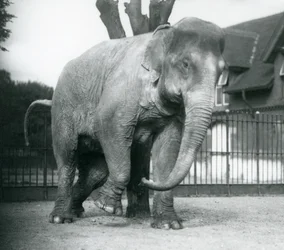 Um Elefante Asiático a coçar-se contra uma árvore morta, no Jardim Zoológico de Londres