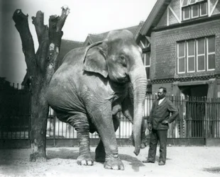 Um Elefante Asiático a coçar-se contra uma árvore morta, enquanto se equilibra em três pernas, com o seu treinador, Syed Ali, a olhar para o jardim zoológico de Londres.