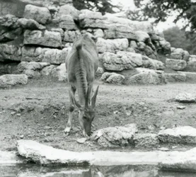 Um Eland pastando no Antelope Paddock no Jardim Zoológico de Londres em 1929 (foto a p/b)