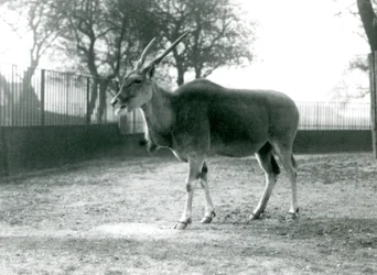 Um Eland em seu paddock no London Zoo em junho de 1925